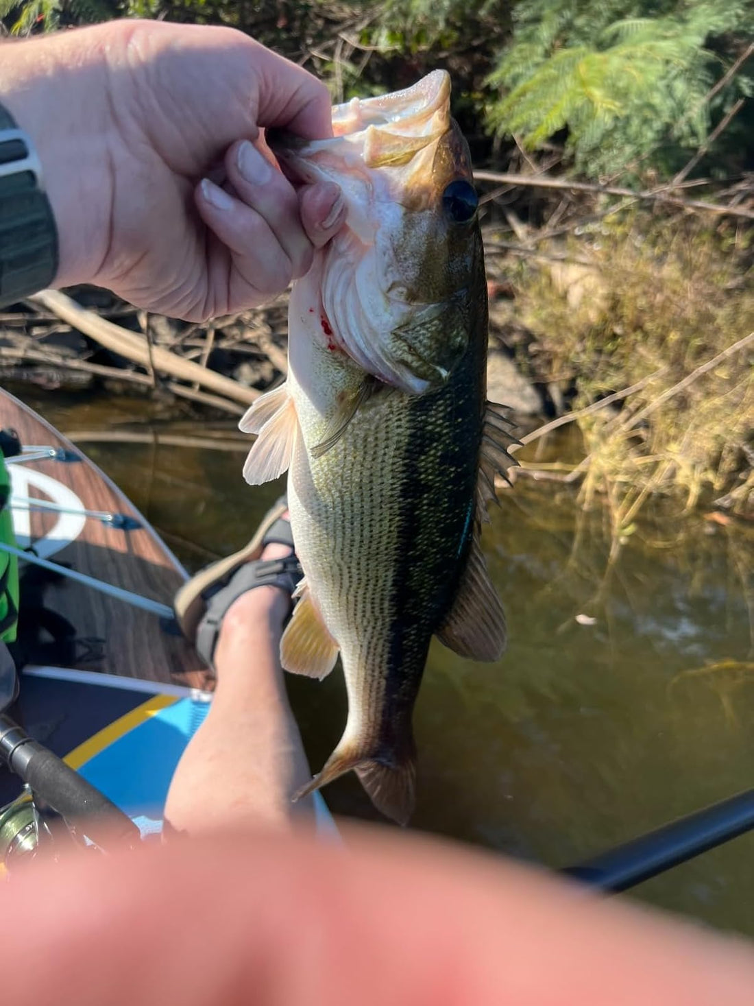 Hooked on the Water: My First Fishing Trip with hiwave